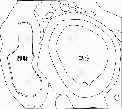 动脉和静脉横切图