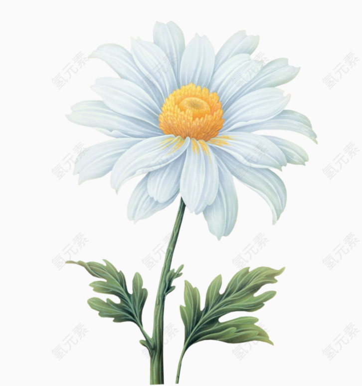 小雏菊