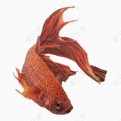 金鱼油画素材图片