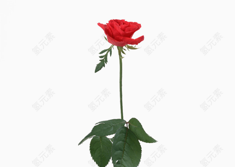 淘宝天猫设计 男装 女装 花朵 花束 鲜花 清新