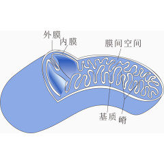 蓝色线粒体