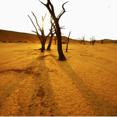 干枯土地和树木