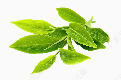 几片茶叶