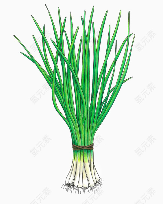 手绘大葱
