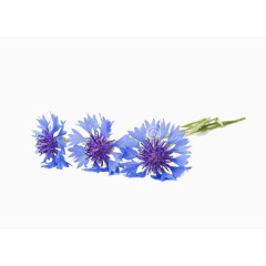 2017蓝色水彩手绘矢车菊