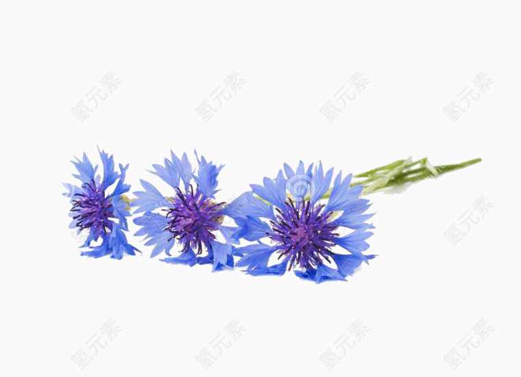 2017蓝色水彩手绘矢车菊
