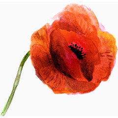 一朵精美花卉图片素材