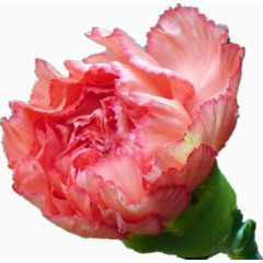 康乃馨花瓣花朵