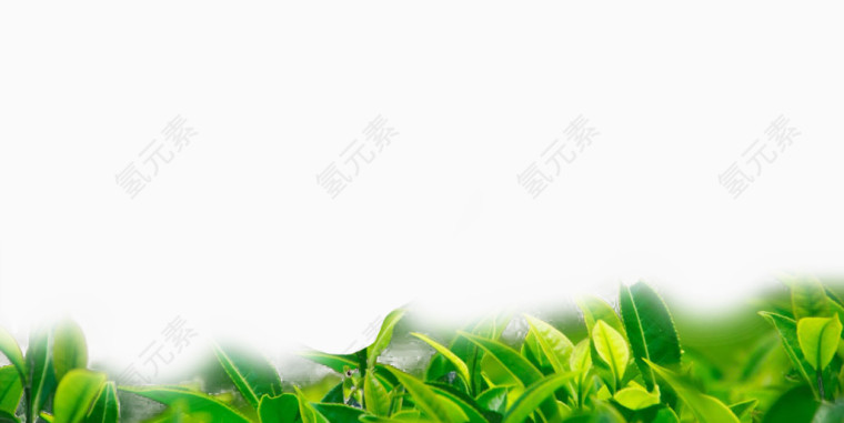 绿茶