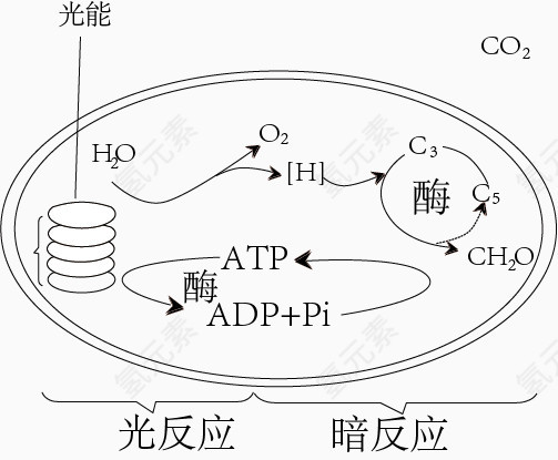 光合作用
