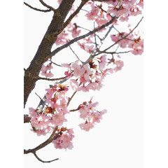 樱花素材
