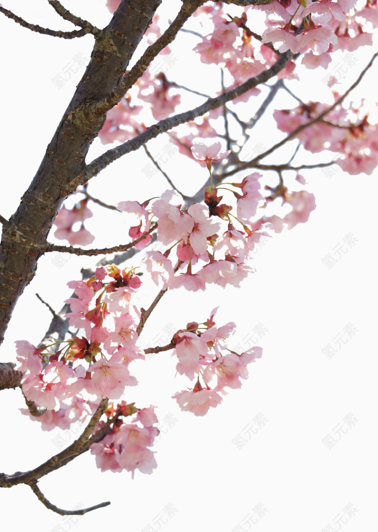 樱花素材