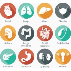 扁平化人体器官长阴影矢量图标