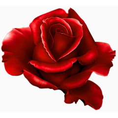 大朵红玫瑰