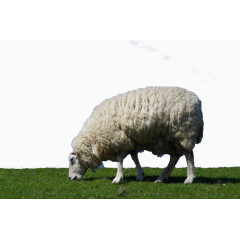 绿色草地上的绵羊