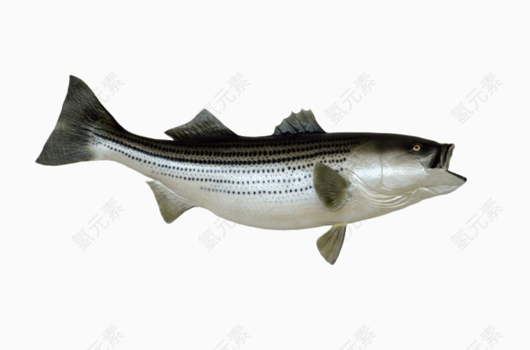 墨色斑点海洋生物
