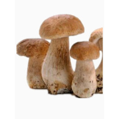 新鲜蘑菇