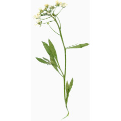 漂亮压花干花白色花朵花枝叶子