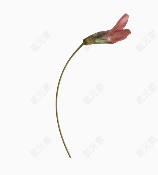 红色简约小花装饰图案