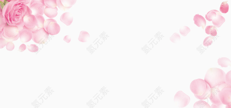 粉色玫瑰
