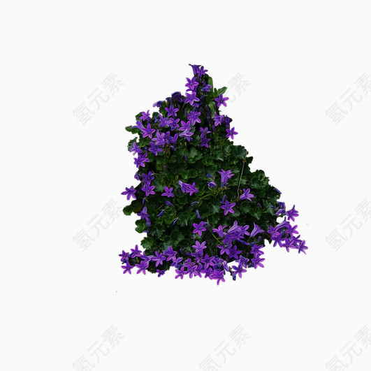 紫色花朵绿叶植物群
