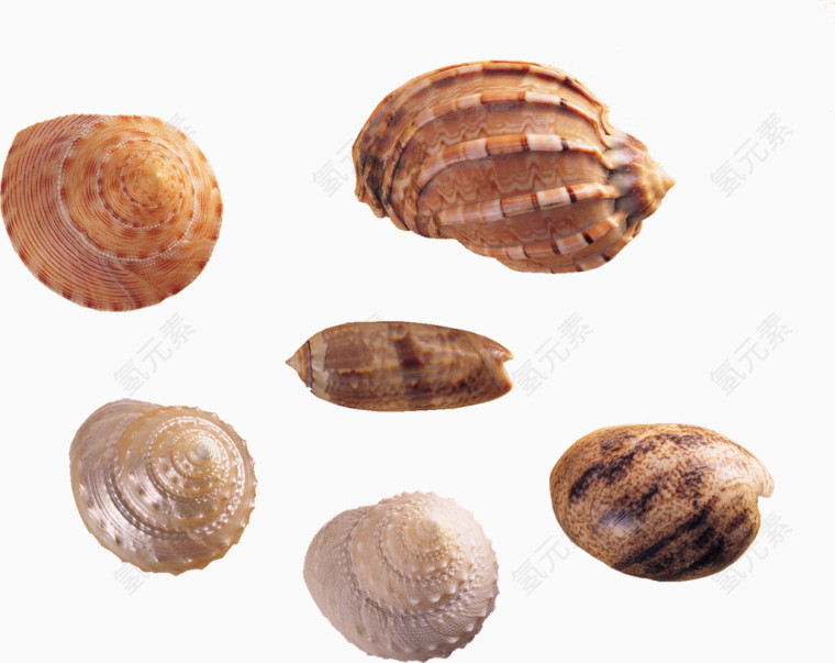 贝壳 海螺