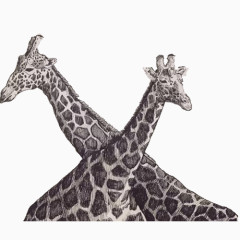 黑白两只长颈鹿