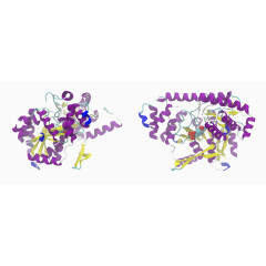模型蛋白转氨酶化学人类丙氨酸