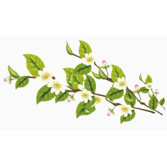 枝头的白色桂花植物桂花高清图片