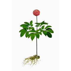 三七花免抠素材