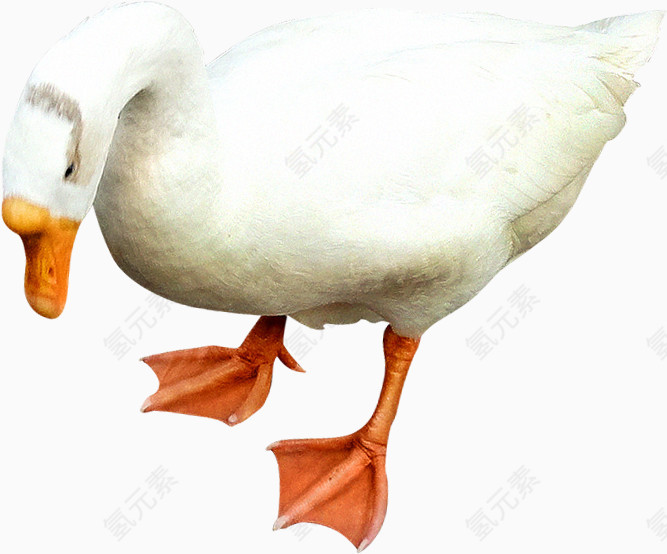 皎洁纯白的大白鹅