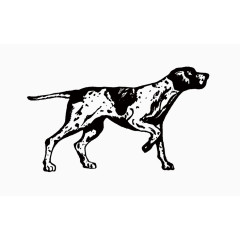 斑点狗