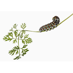 树叶上的毛毛虫高清免扣素材