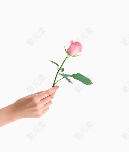 手中的玫瑰