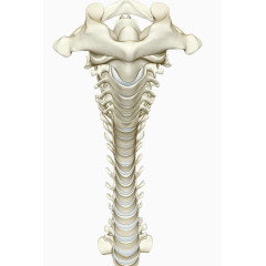 人体脊柱骨头