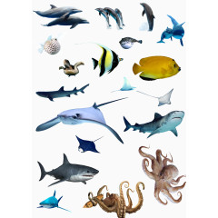 海洋生物素材集合