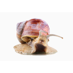 一只红棕色蜗牛