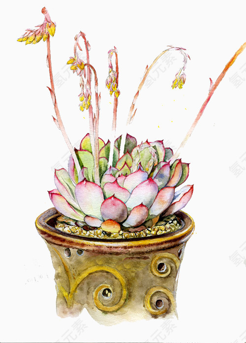 多肉植物