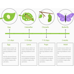 矢量手绘破茧成蝶过程