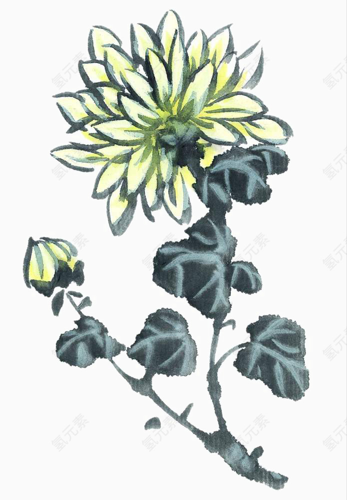 写意菊花