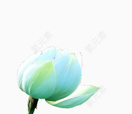 一朵莲花