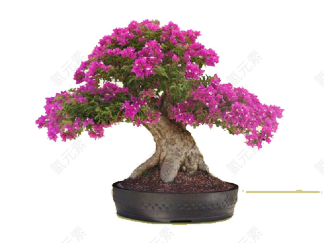 一盆紫花
