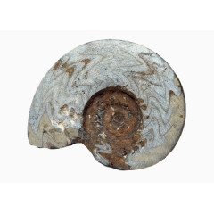 灰色海螺条纹化石