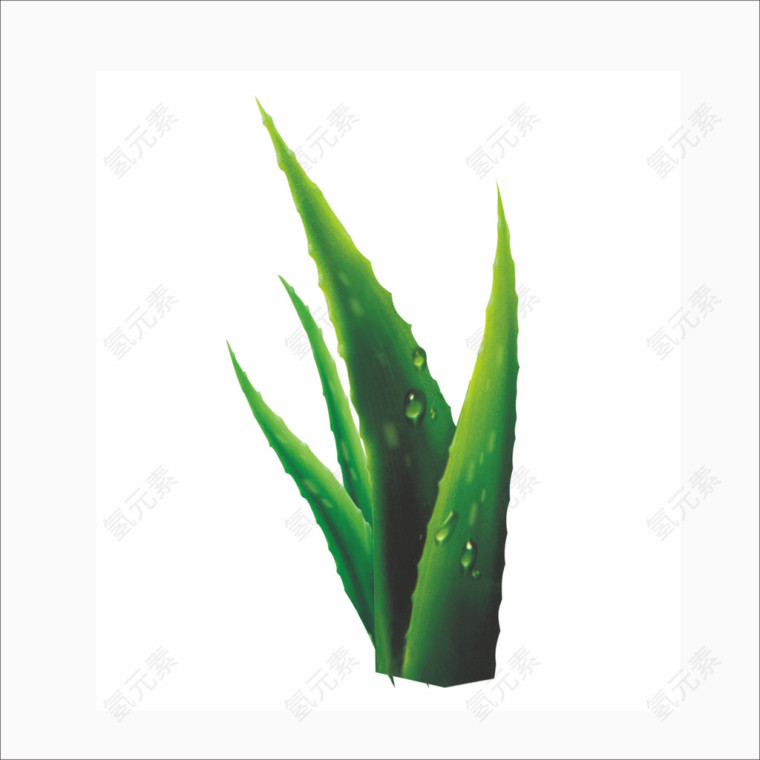 芦荟