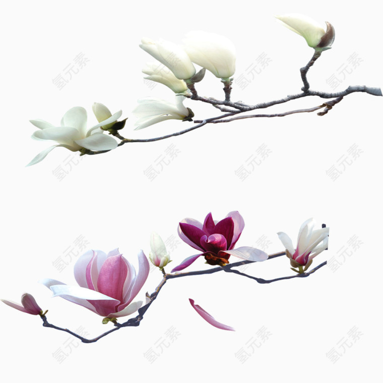 海棠花开