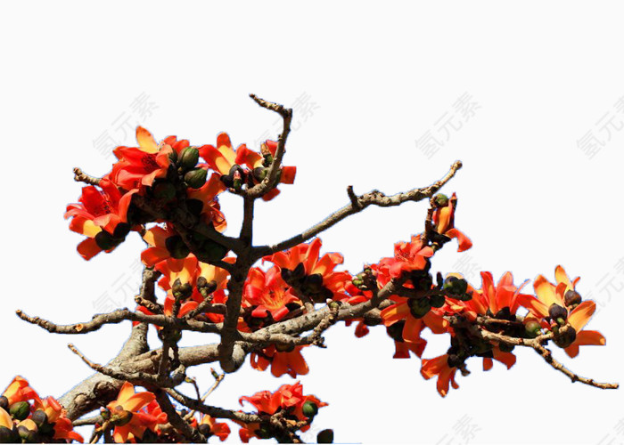 一簇橙色木棉花