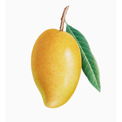 超清晰手绘的芒果