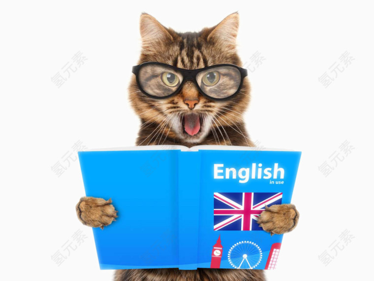 可爱猫咪