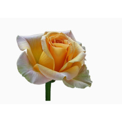 盛开的金色玫瑰花免扣素材