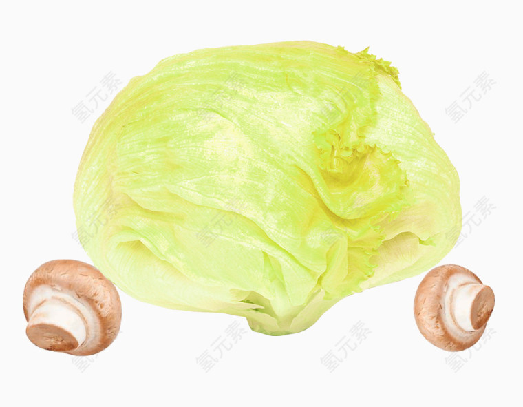 白菜包菜洋白菜素材